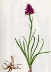 Nigritella nigra
